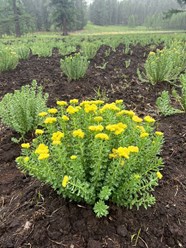 Фото компании  Алтайские Корни 3