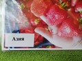 Фото компании ИП Питомник саженцев 3