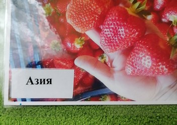 Фото компании ИП Питомник саженцев 3