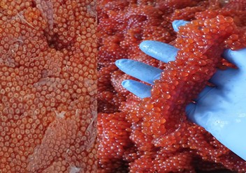 Инспекция икры Кеты