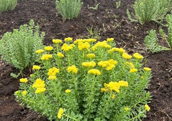 Фото компании  Алтайские Корни 3