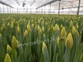 Фото компании  Тюльпаны оптом 5
