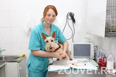 Фото компании ООО Ветеринарная клиника "МосВет" 10