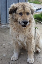 Фото компании СГОБФ Фонд "Зоозащита Плюс" 2