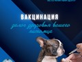 Фото компании ООО Мокрый нос 1