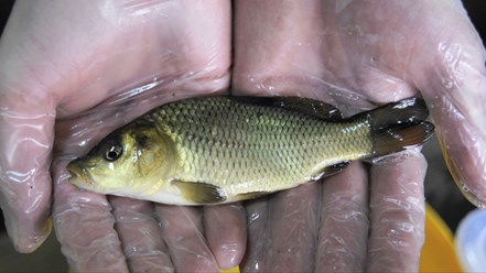 Малек карпа