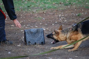 Фото компании  Питомник немецких овчарок и дрессировочный центр ENGELEND 16