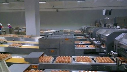 Запуск современной яйцесортировальной машины Ardenta 300 (Голландия) с автоматическим управлением позволяет производить сортировку до 108 тысяч штук яиц в час.
