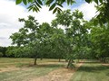 Фото компании ИП Орешка Питомник 2