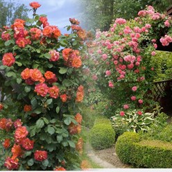 Плетистые и парковые розы в саду