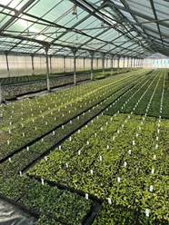 Укорененные черенки в кассетах