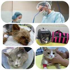 Фото компании ООО Кабинет ветеринарной медицины 45