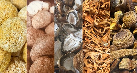 СУШЁНЫЕ целебные ГРИБЫ