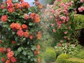 Плетистые и парковые розы в саду