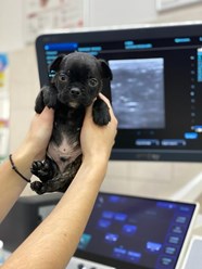 Фото компании  Ваш-ветврач 5