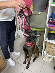 Фото компании Самозанятый Пес в пальто 67