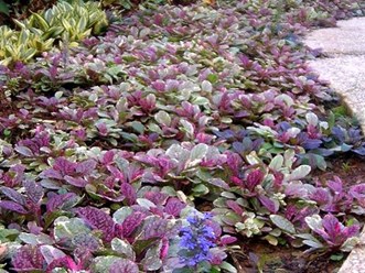 Живучка ползучая (почвопокровные)