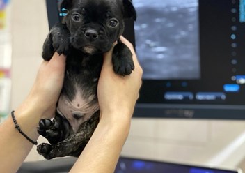 Фото компании  Ваш-ветврач 5