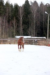 Фото компании  Конный клуб "Середниково" 7