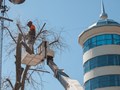 Удаление деревьев на улице Ленина города Курска