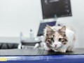 Фото компании  "Реавет" 2