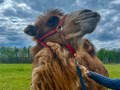 Фото компании  Пушкин-парк 1