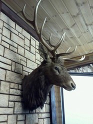 Фото компании  Ирбис, ресторан 11