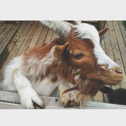 Фото компании  Гуси Лебеди, ресторан 4