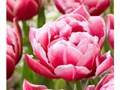 Фото компании  Тюльпаны выращены в Верxoважье 1