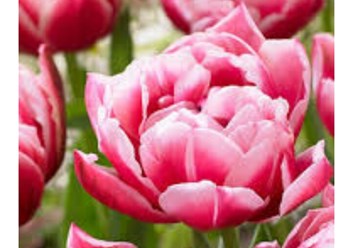 Фото компании  Тюльпаны выращены в Верxoважье 1