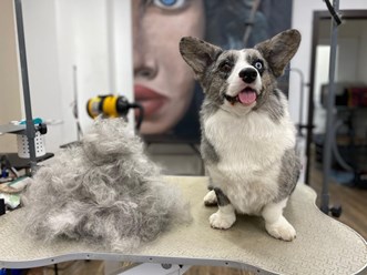 Фото компании  UrbanDog 6