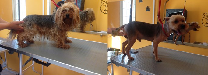 Фото компании ООО Зоосалон "Хвостик" 7