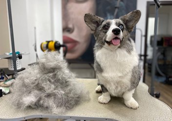 Фото компании  UrbanDog 6