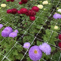 Фото компании Самозанятый Питомник Ягодное Поле 9