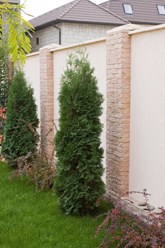 Фото компании ИП Питомник декоративных растений Филимоновых 1