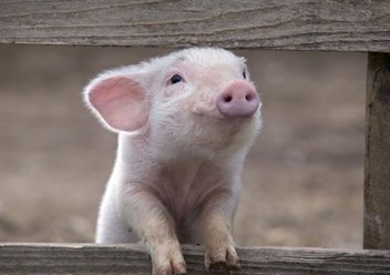 Фото компании  Ландрас - комплекс 1