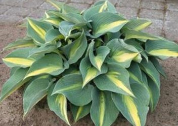 Фото компании ИП Садовый центр "Green Town" 1