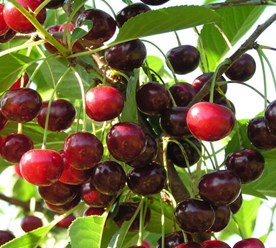 Фото компании ООО Питомник Дяди Бори 10