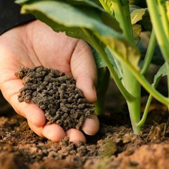 Фото компании  Садовый Дворик - магазин саженцев 1