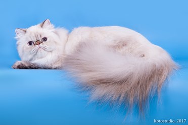 Фото компании  Клуб любителей кошек "Параллель" 11