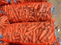 Морковь продовольственная 9 рублей за кг