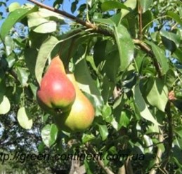 Фото компании ООО Зелёный континент 3