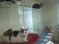 Фото компании ООО Кетс Рум 3