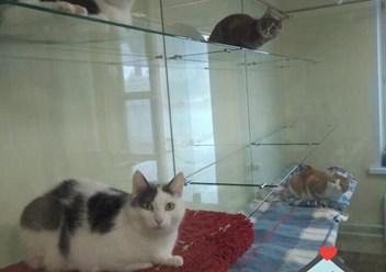 Фото компании ООО Кетс Рум 3