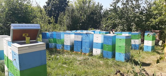 Пасека на Дону