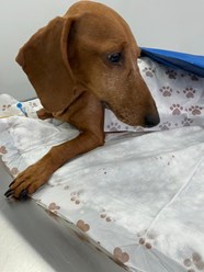 Фото компании ООО Кабинет ветеринарной медицины 55