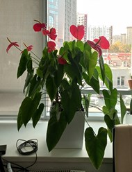 Фото компании  Botanic balance 5