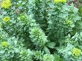 Фото компании  Алтайские Корни 1