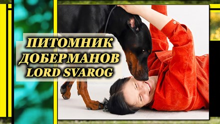Владелец и заводчик питомника доберманов Lord Svarog - Алена Крупецкова с доберманом своего разведения - Акамир Божидар. 2025 год, Москва - Россия.
