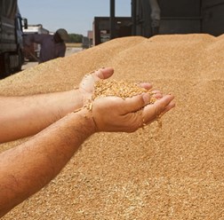 зерно, пшеница на элеваторе